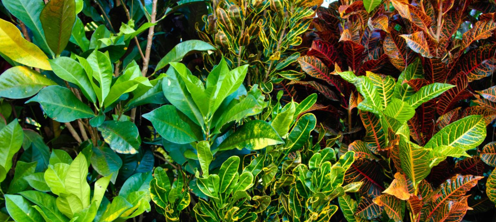 crotons