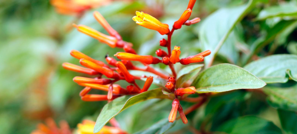 firebush2