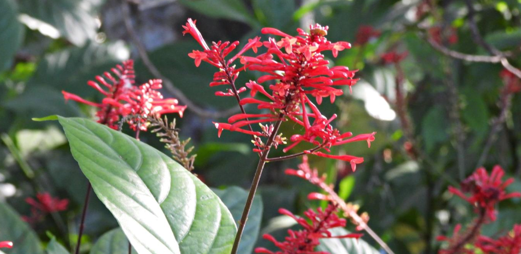 firebush