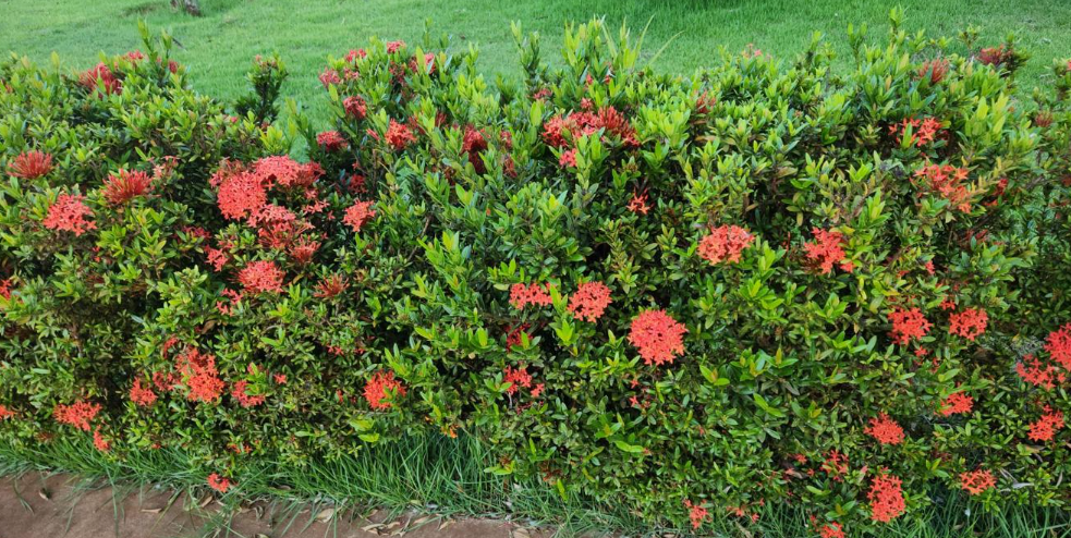 ixora