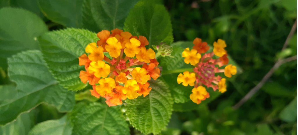 lantana