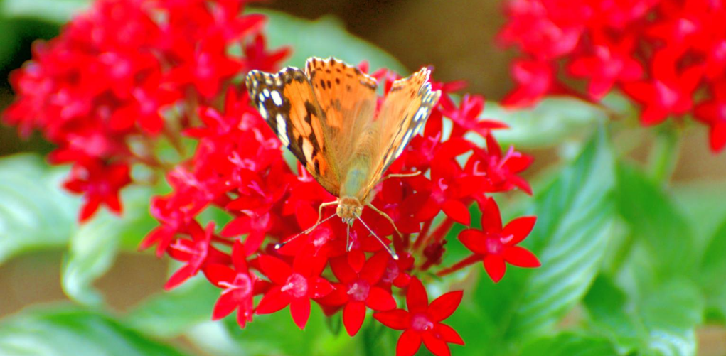 pentas and a butterfly