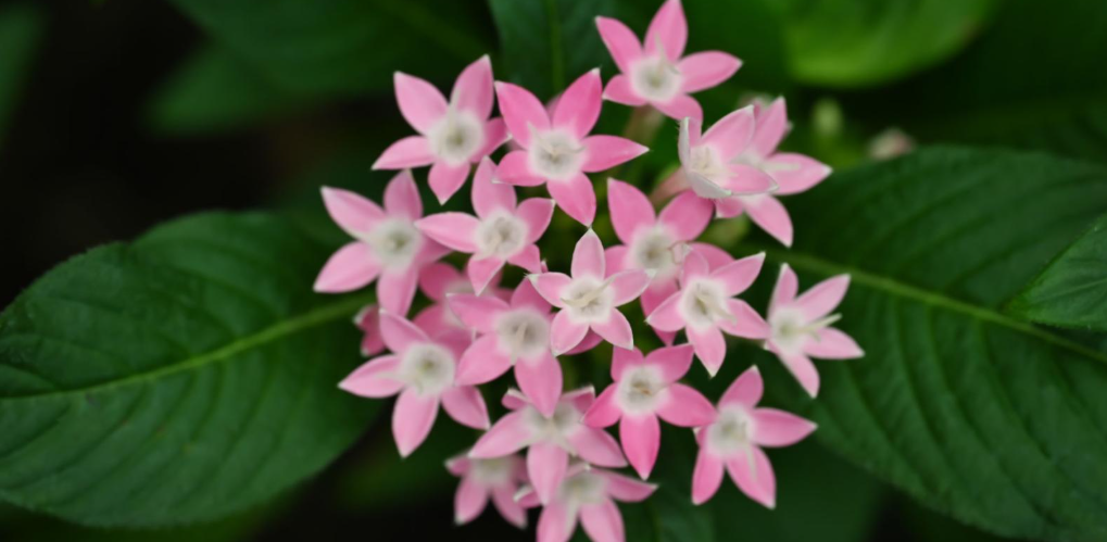 pentas