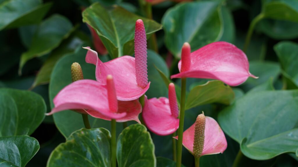anthurium