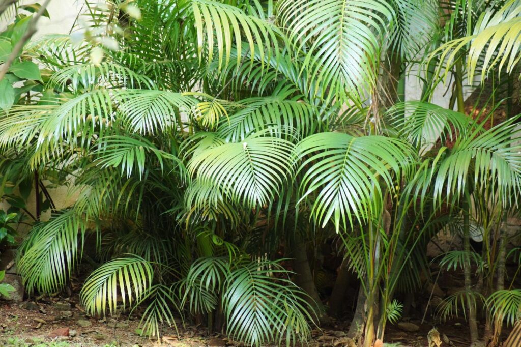 areca palm