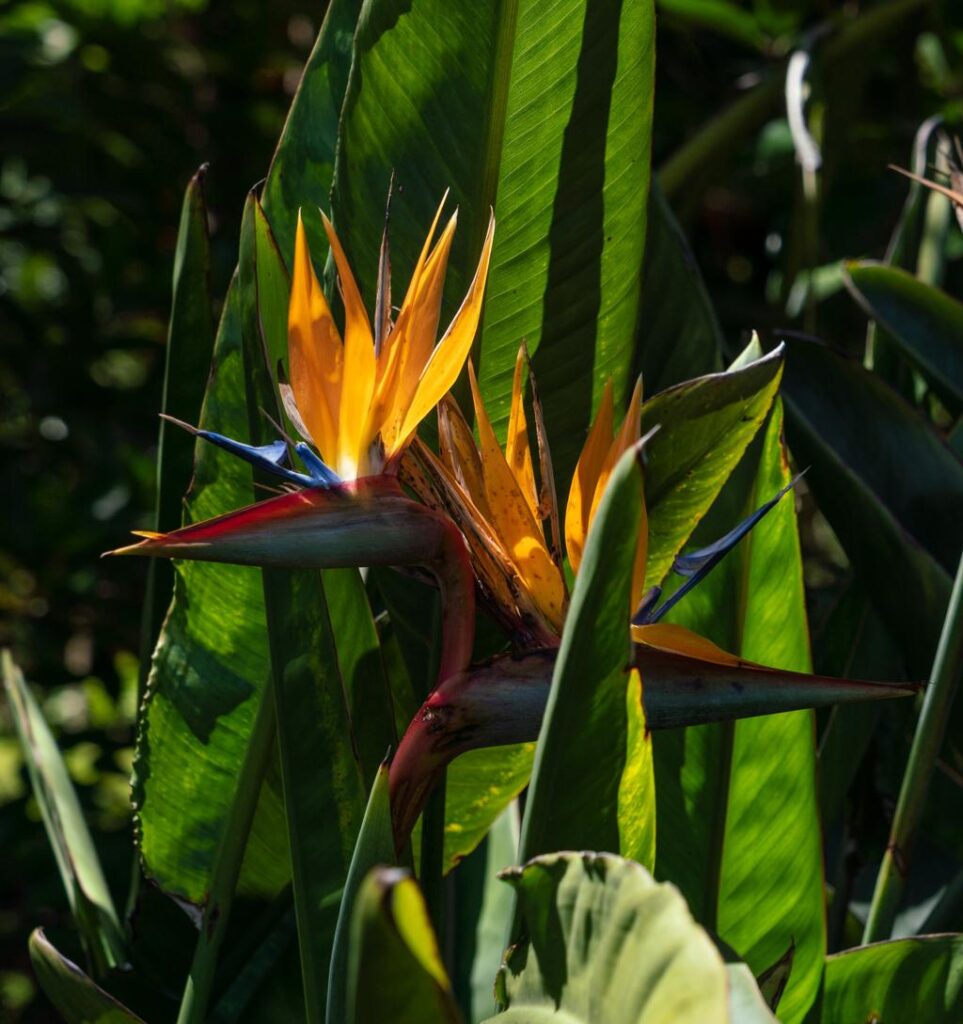 bird of paradise
