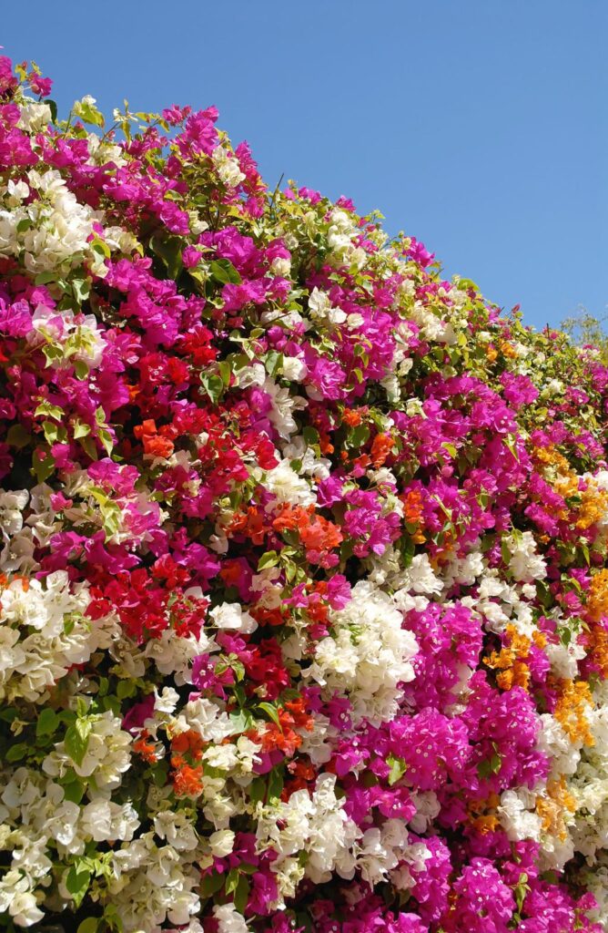 bougainvillea