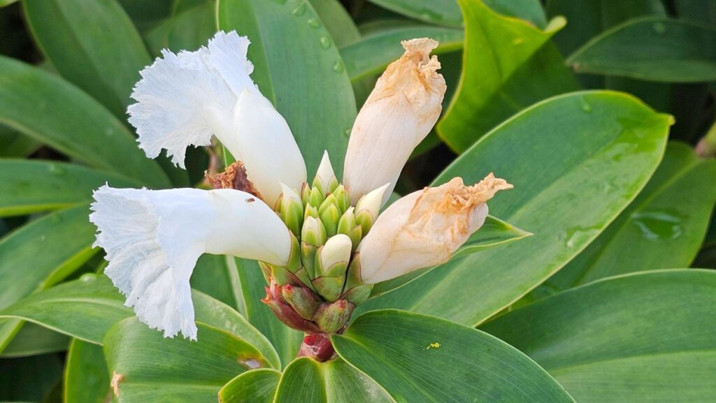 ginger lily