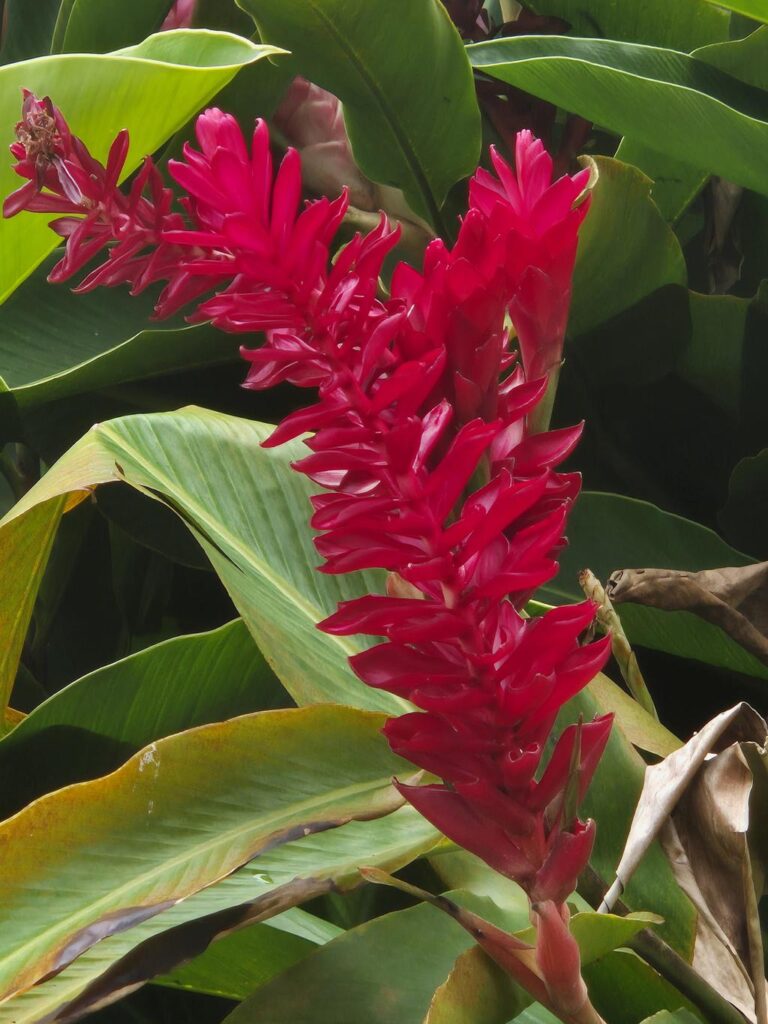 ginger lily