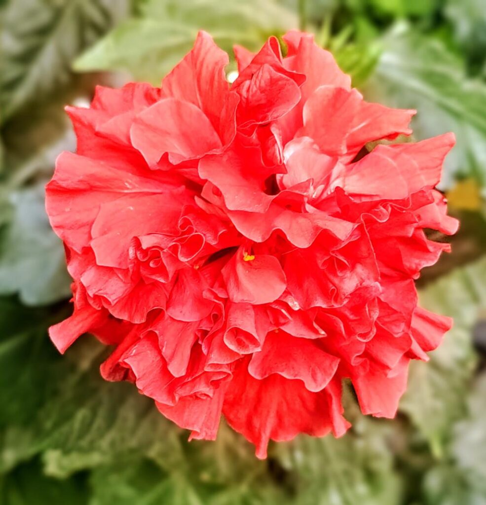 hibiscus