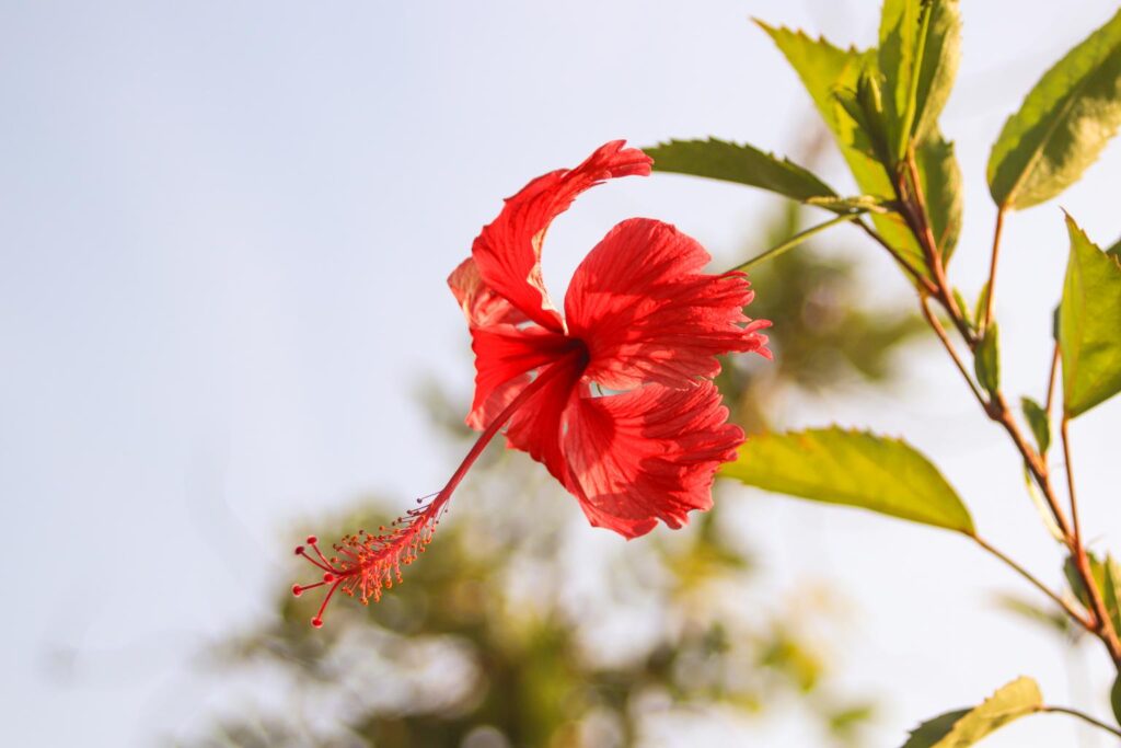 hibiscus