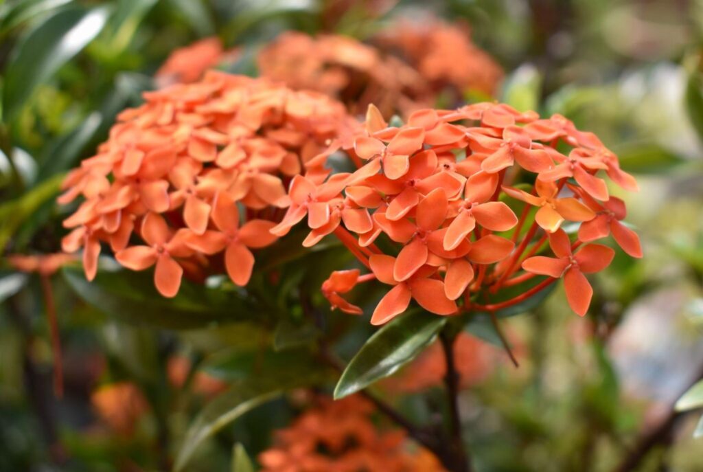 Ixora