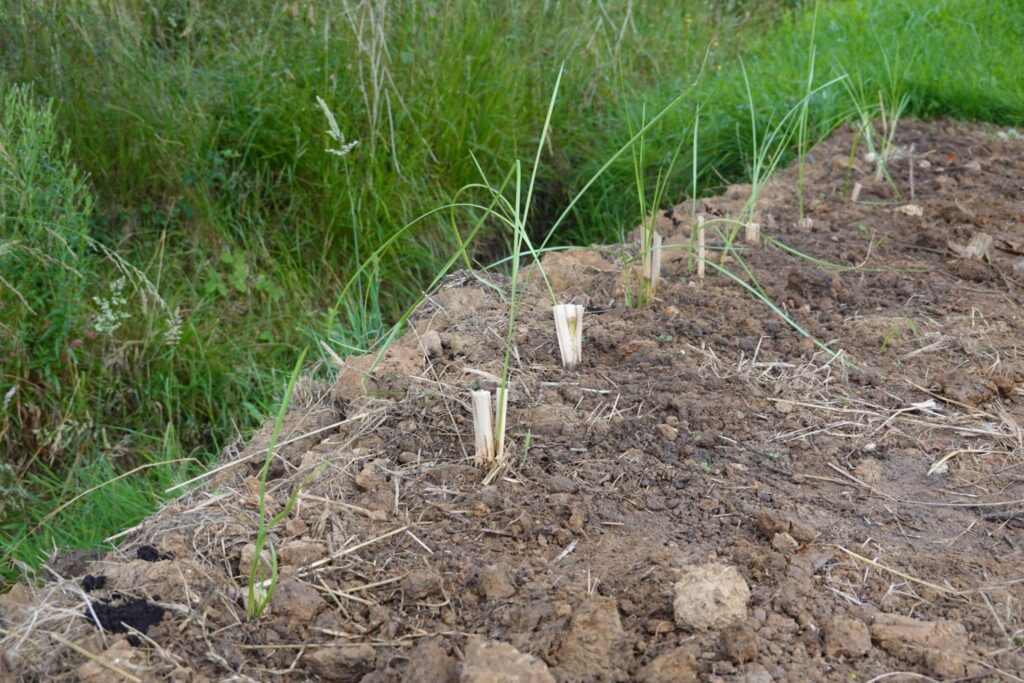 VETIVER GRASS